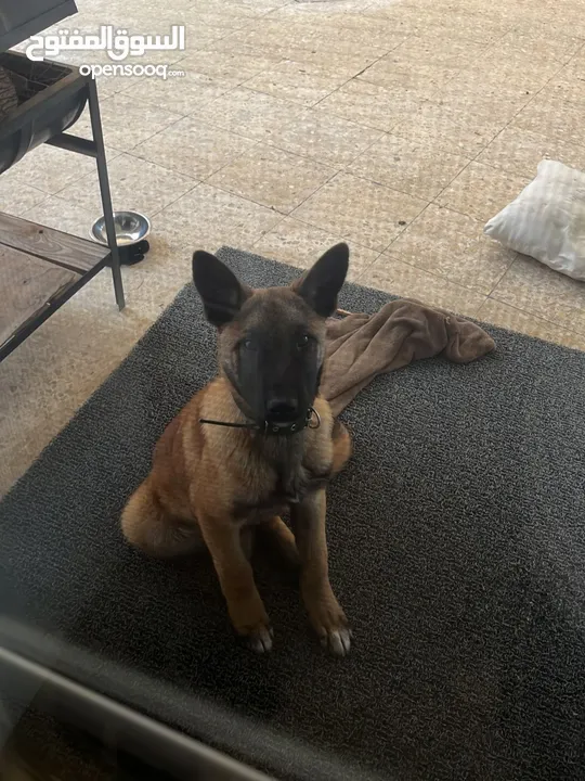 كلب بلجم شبرد (مالينوا) للبيع Belgian Shepherd (Malinois) for sale