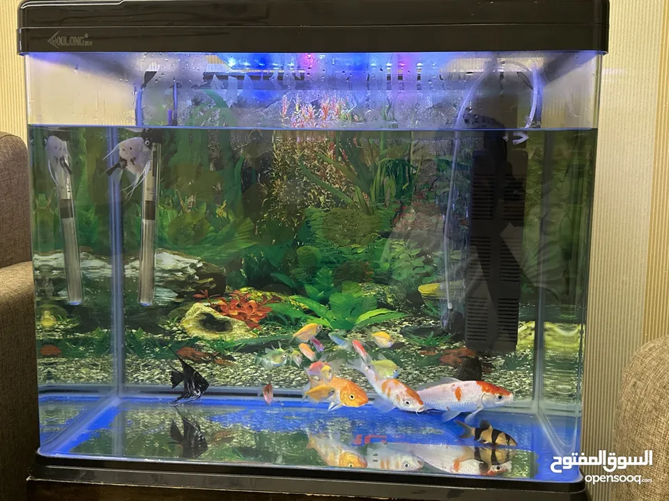 Fish Tank for sale (KD 30)