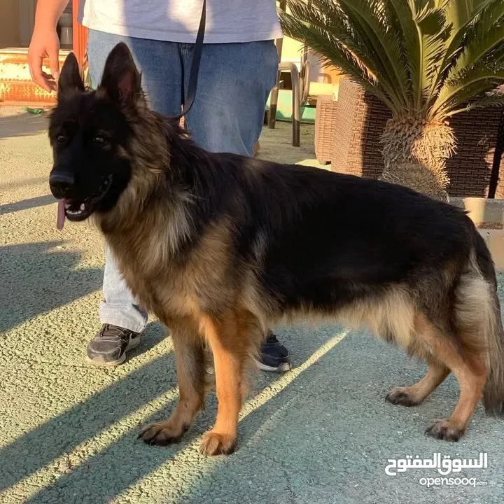 كلاب جيرمن شيبرد وجولدن ريتريفر مدربين وغير مدربين