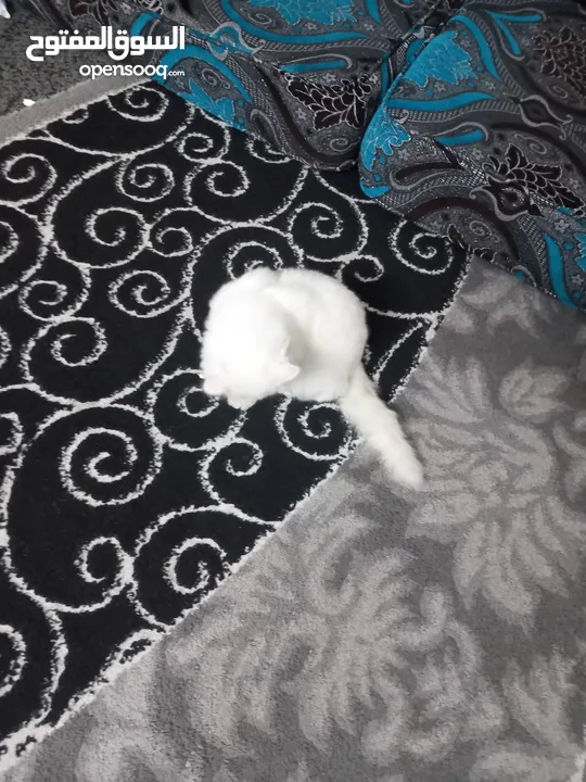 قطه للبيع لون أبيض