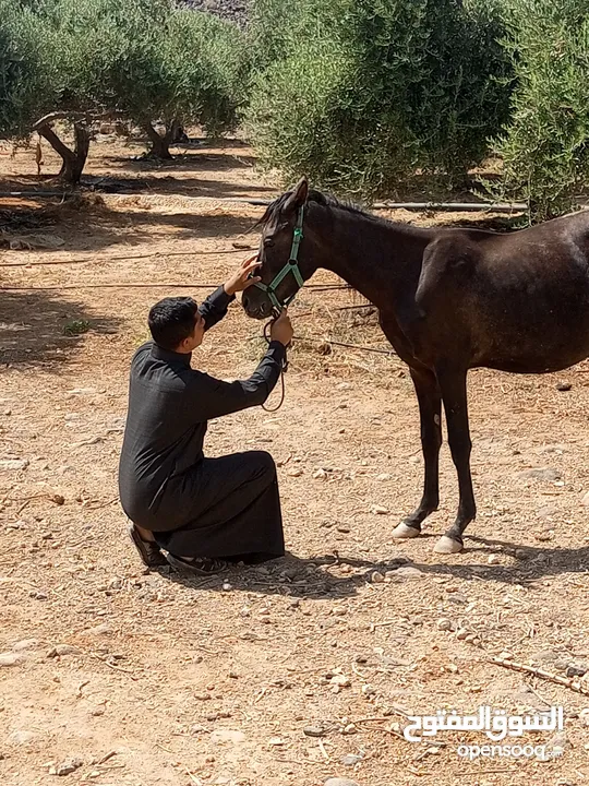 حصان عربي  العمر ثلاث سنوات