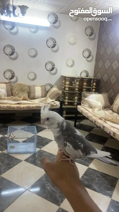 كروان على السوم
