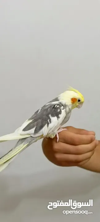 كوكتيل اليف لون رائع للبيع