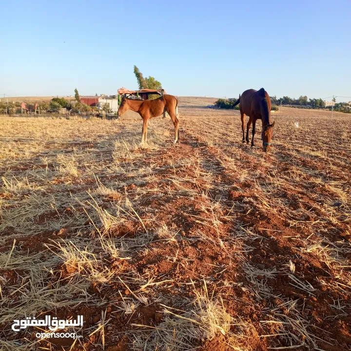 فرس العمر أقل من سبع سنوات ومهرتها عمر ثلاث شهور  الفرس مشبيه على الدم