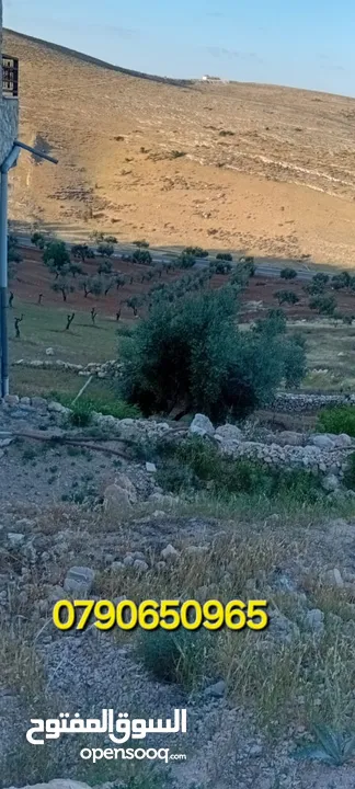 ارض للبيع في منطقه رجم الشوك مساحة الارض 3 دنوم و700 متر قوشان مستقل يوجد فيها بيت طابقين جاهز للسكن