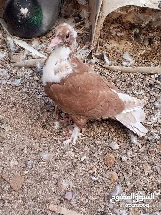 كوم حمام حوالي من 35 إلى 40 طير  للبيع