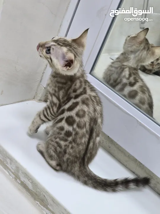 Pure Snow Bengal Kitten