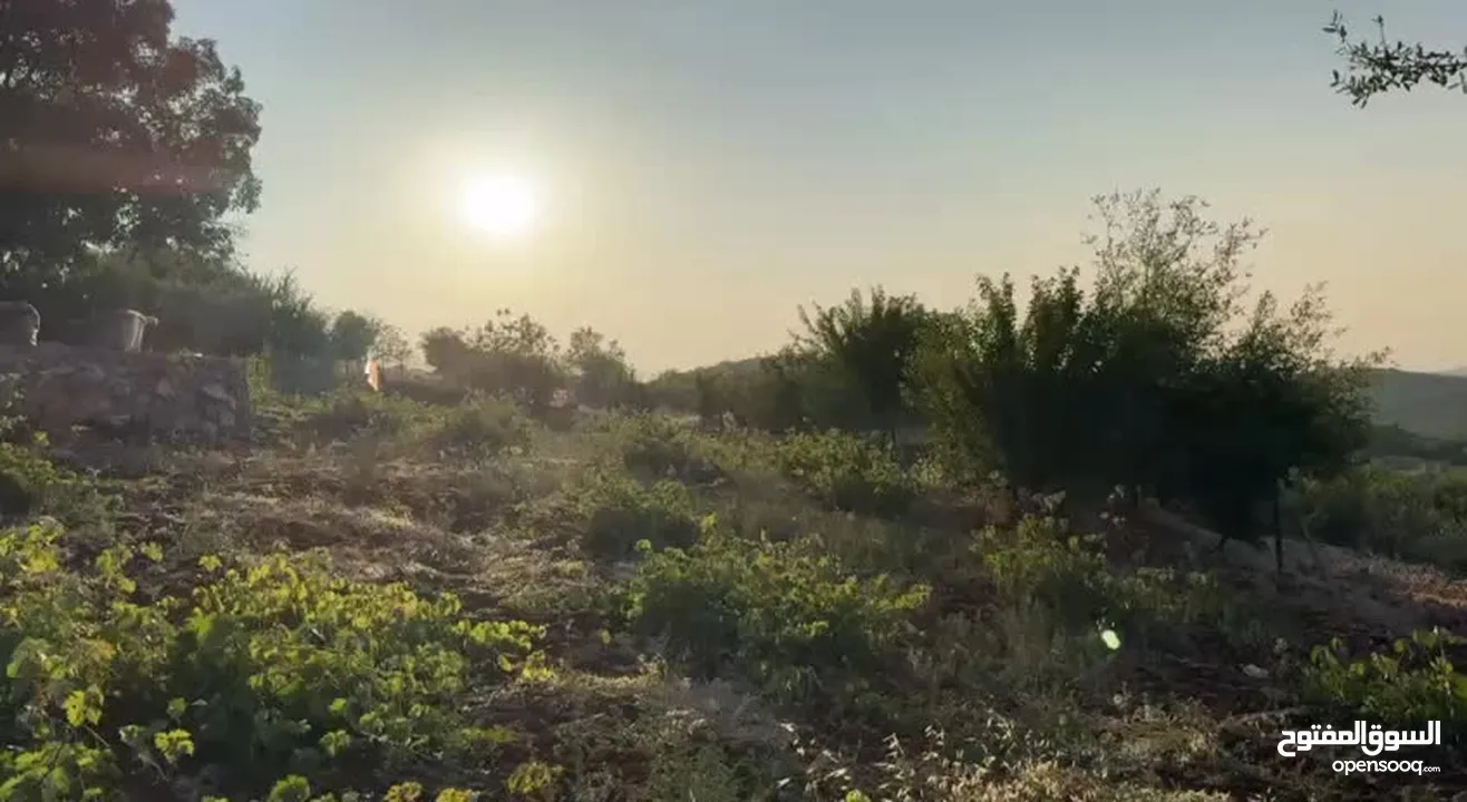 مزرعة في عجلون رأس منيف للبيع