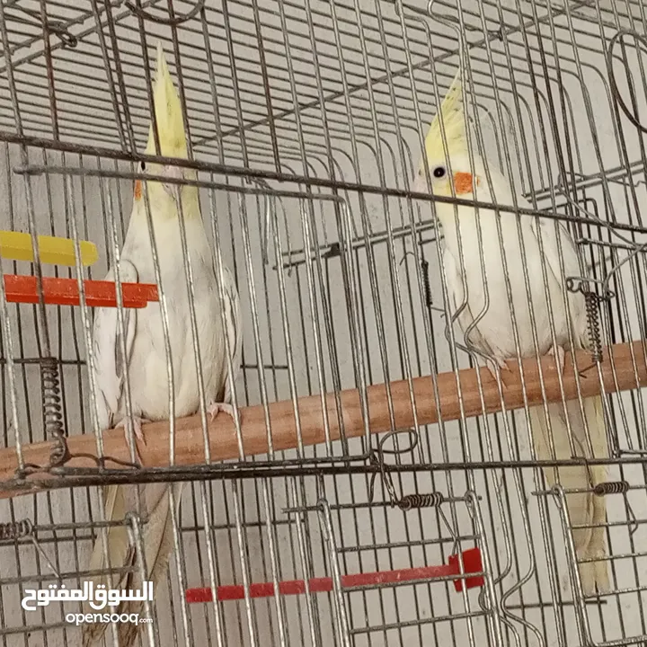 حبتين كوكتيل.   وما بعض..وهاديات مع قفص اربع معالف