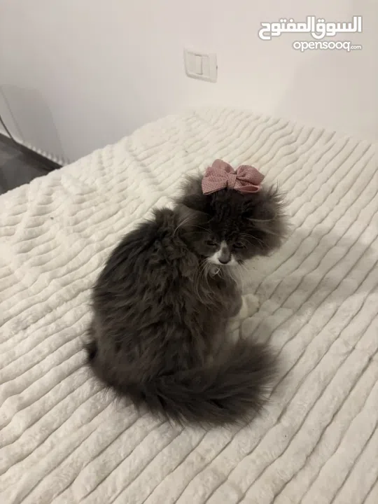 قطة شيرازي 5 اشهر - 5months  persian cat