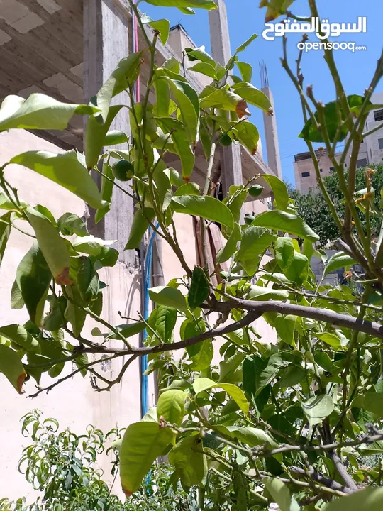 بيت للبيع في إسكان صاحية العابد