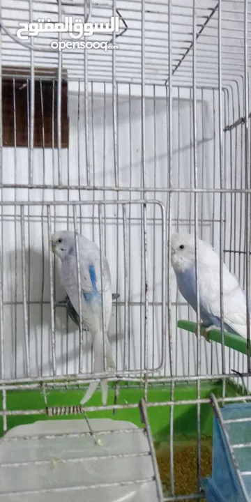 اللبيع 3جواز حب اللبيع اربد دوار صحاره مع 3كواخ وقفص 3معالف