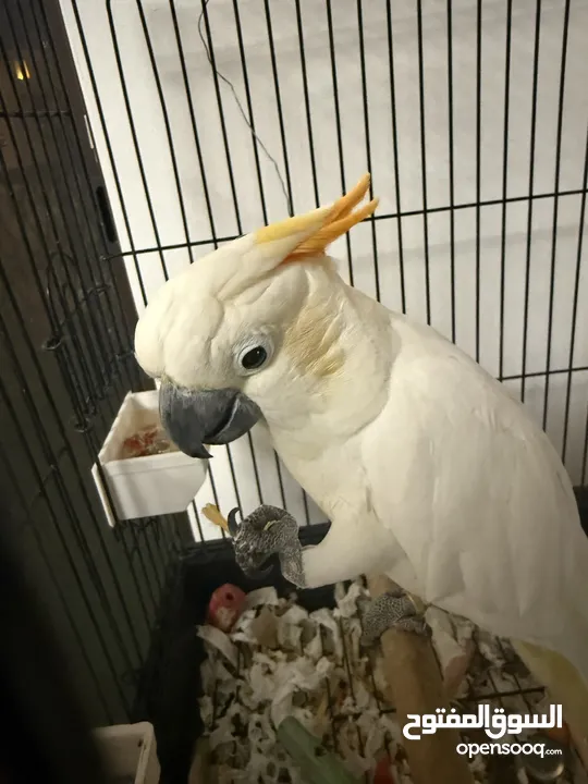 cockatoo Parrot