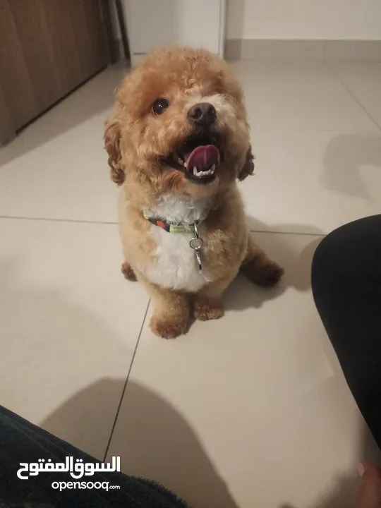 Toy poodle mini