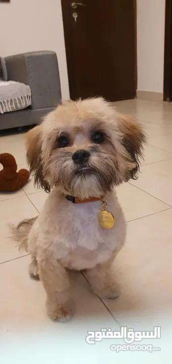 Male Multippo (Maltese & puddle) crossing.Golden,6 months old fully vaccinated.