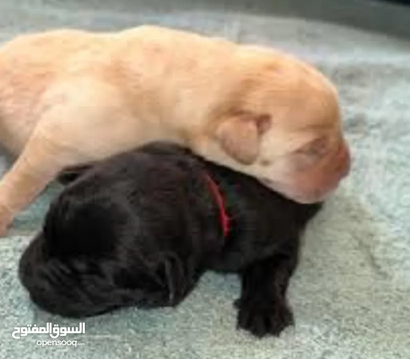 Labrador Retriever Puppies