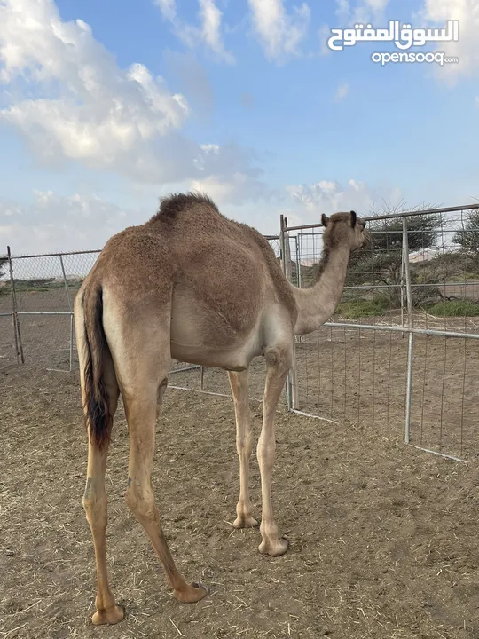 بكرة لقية الاب:ورسان العاصفة الام:سودانية