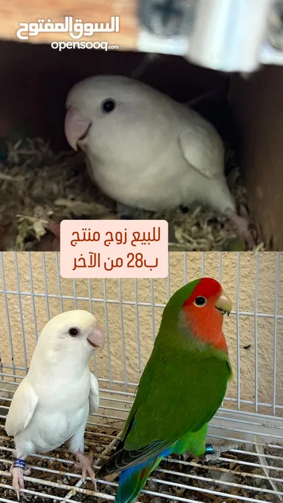 للبيع زوج روز منتج