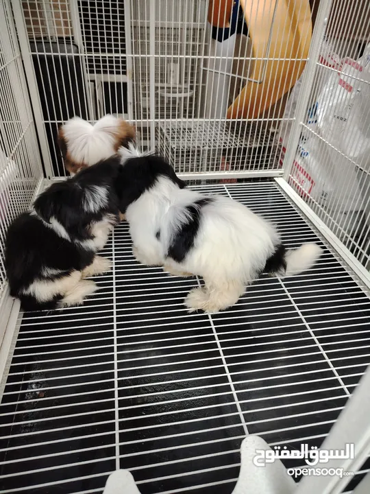 Shihzt pure puppies 2 months old 