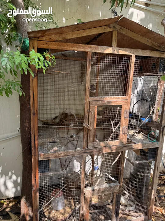 للبيع طيور زيبرا مع القفص و الاكل