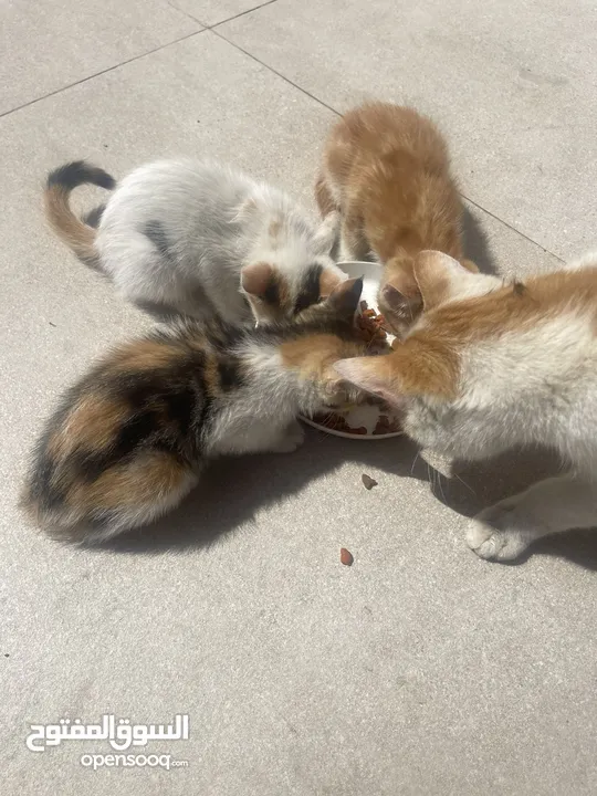 Kittens need home mom ran over by car -