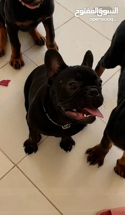 French bulldog male 8 months