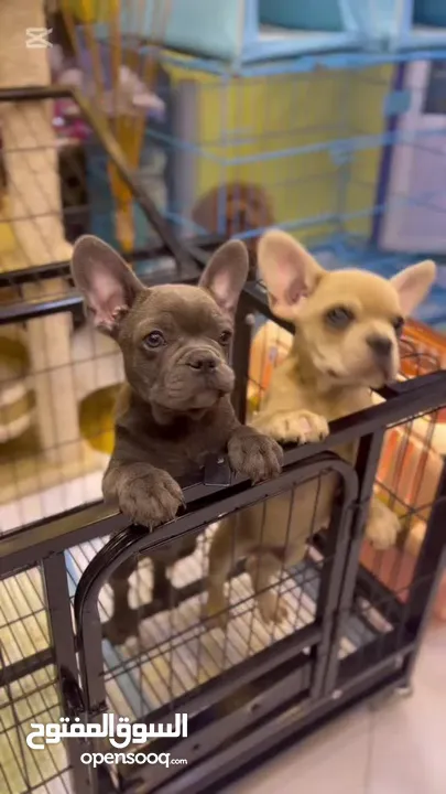 2.5 months old - French bulldog ( puppy )