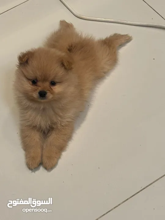 Pure Pomeranian