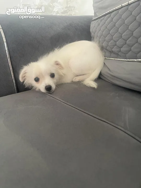 3.5 months Maltese dog