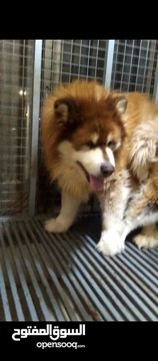 Pomeranian   Samoyed    Giant Malamute