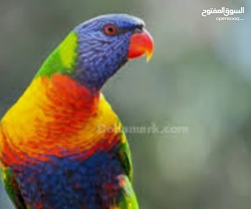 فروخ ببغاء لوري الليفه