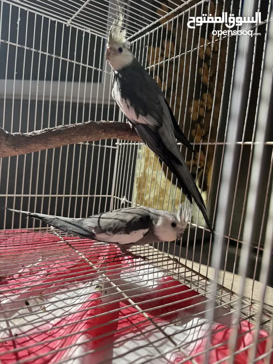 Cockteil Male WF and Creamy Face for Sale