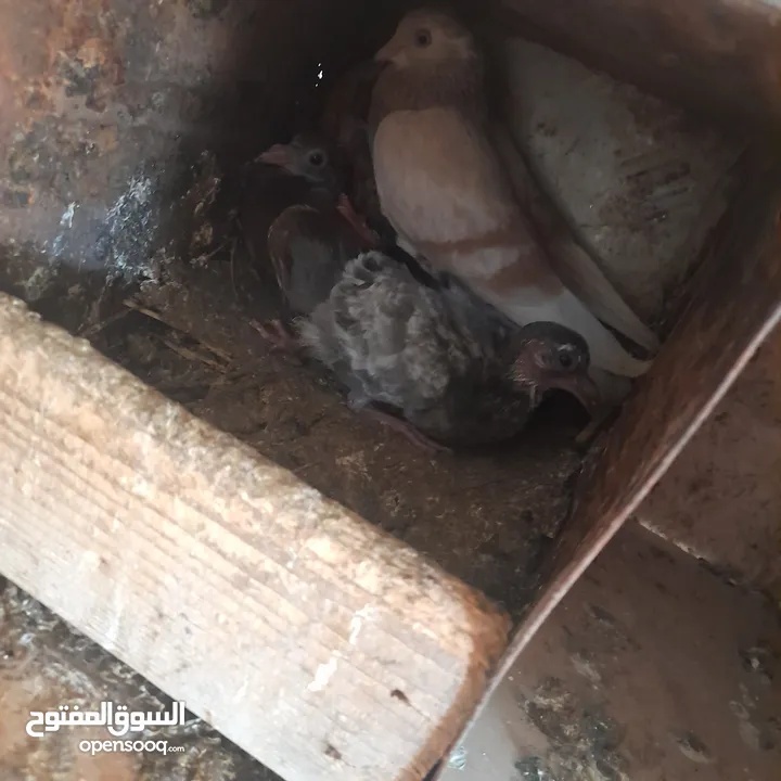 حمام منوع وملون