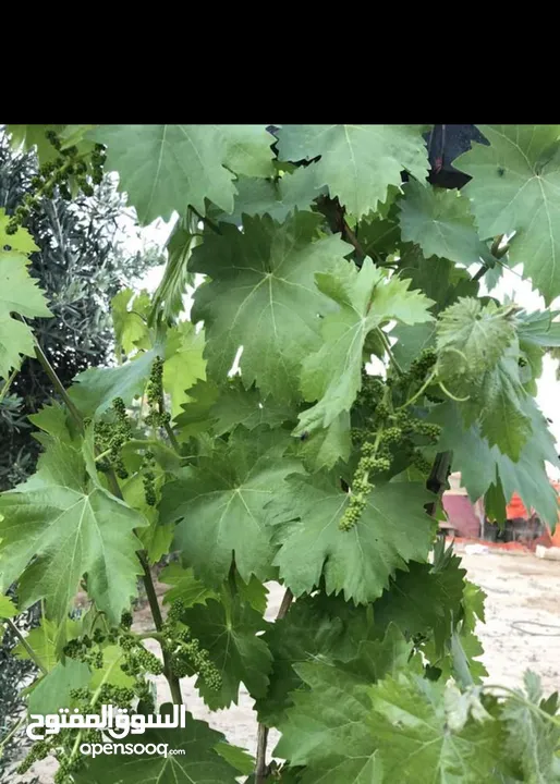 مزرعة مميزة و مشجرة للبيع بسعر مغري