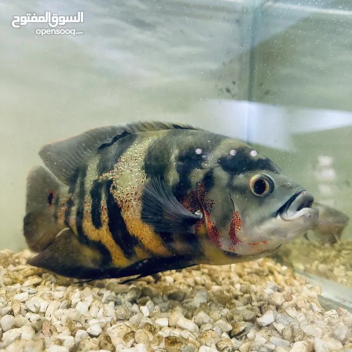 اسماك اوسكار المفترس
