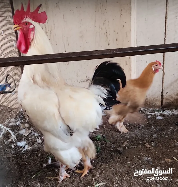 دجاج عماني وأناث رومي وكوشن هجين وديكة البولش أصلي