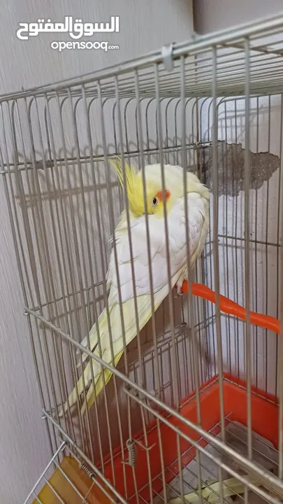 ببغاء كوكتيل اصفر البينو عين حمرا جاهز لبيتو الجديد    للبيع بسعر مغري جدا جدا جدا جدا جدا جدا جدا ج