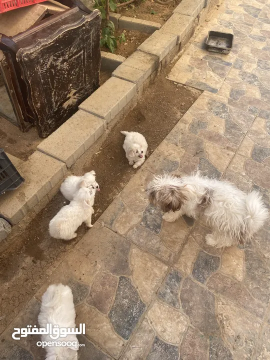 جراوا فرنسي للبيع