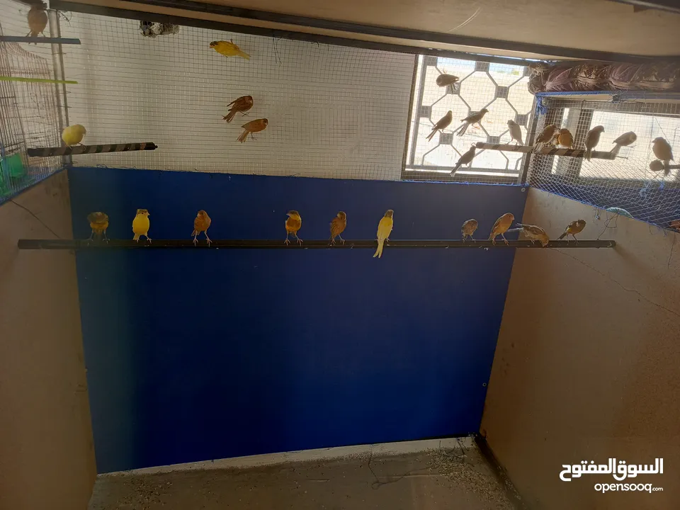 ذكور كنار واناثي كنار كل الالوان وكل الاعمار