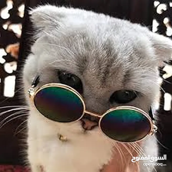 نظارات قطه او كلب بيبي شمسيه او قراءه تناسب جميع الانواع قطة  سكوتش انغوارا  شيرازي و لكل الاعمار لا