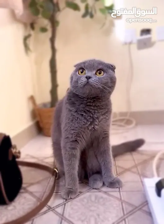 Scottish Fold female 1 year old