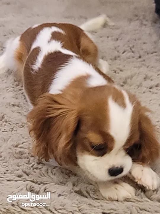 Cavalier King Charles Spaniel كلب كنق كافالير