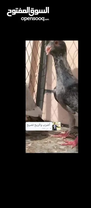 مجموعه مساويد مستوى عالي للبيع