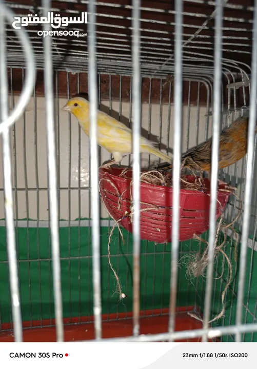 كنارات بالصلاة على النبي للبيع بالكوم