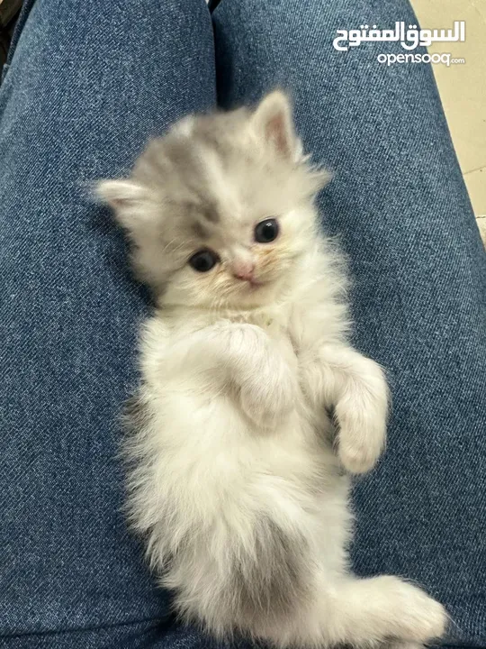 Cute small kitten from British Scottish mother and Persian father