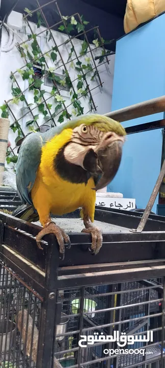 ببغاء مكاو متكلم لون مميز محجل
