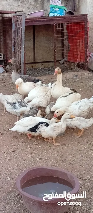 وز وبط للبيع او للبدل على صخله أو عبور مع دفع الفرق