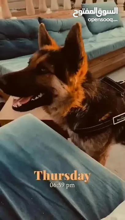 كلب جيرمن شيبرد للبيع بسبب السفر