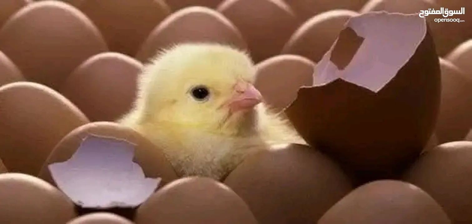 صوص بلدي نخب.