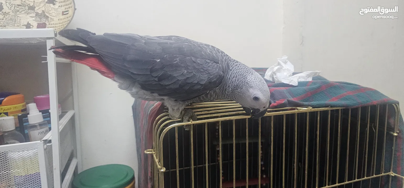 African grey parrot baby